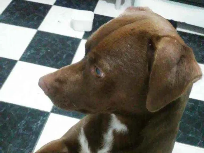 Cachorro ra a Labrador idade 1 ano nome Zeus