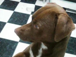 Cachorro raça Labrador idade 1 ano nome Zeus
