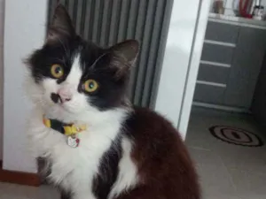 Gato raça  idade 2 a 6 meses nome Meg