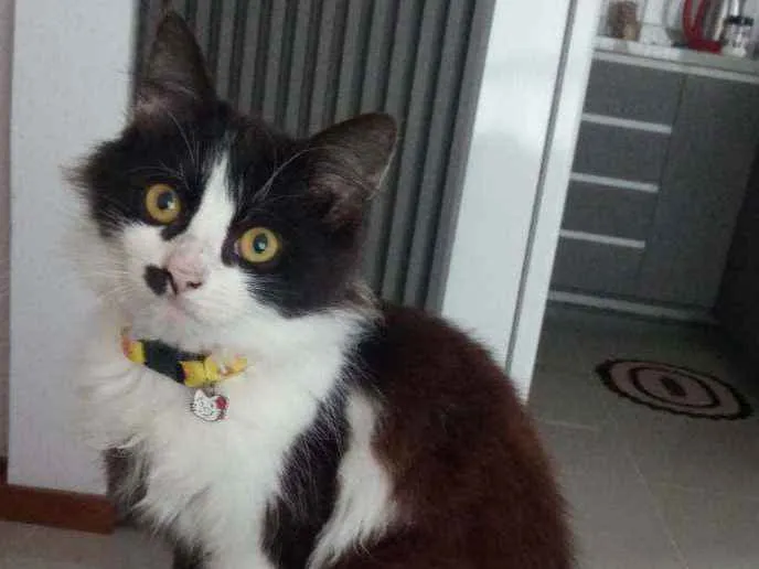 Gato ra a  idade 2 a 6 meses nome Meg