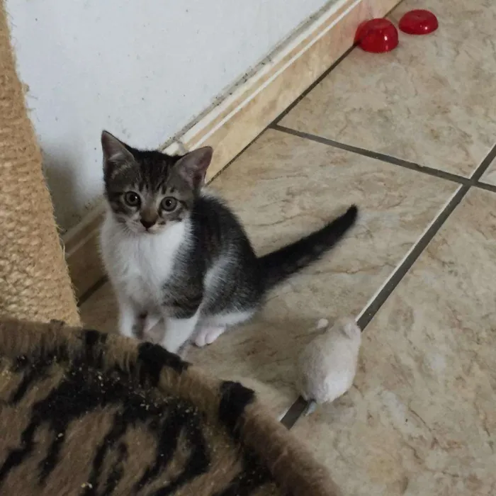 Gato ra a SRD-ViraLata idade Abaixo de 2 meses nome Princesa