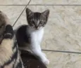 Princesa