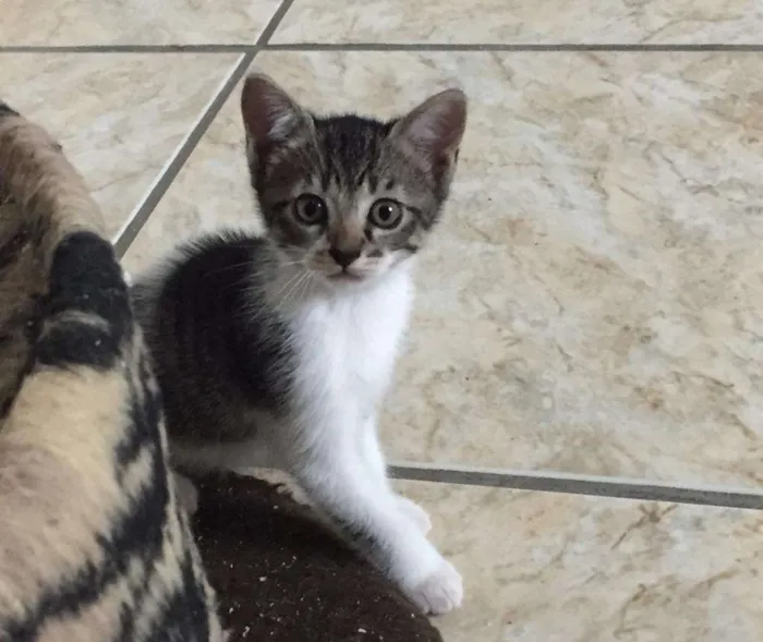 Gato ra a SRD-ViraLata idade Abaixo de 2 meses nome Princesa