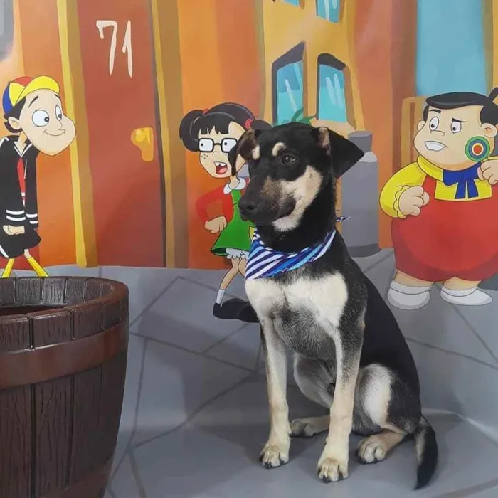 Cachorro raça NDF idade 2 a 6 meses nome Nino