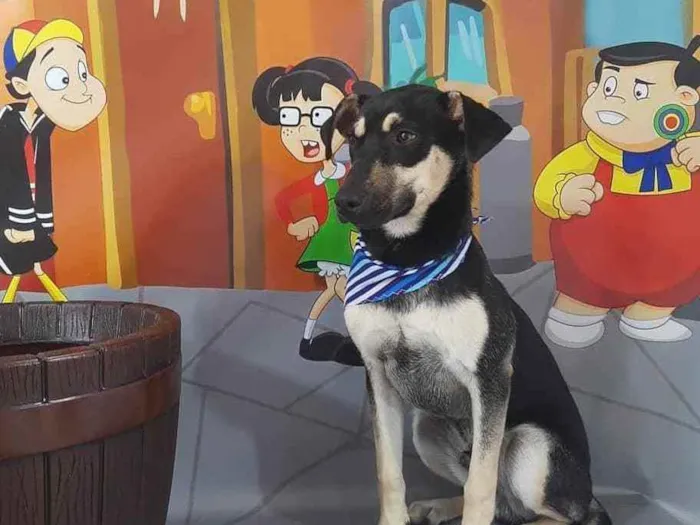 Cachorro raça NDF idade 2 a 6 meses nome Nino