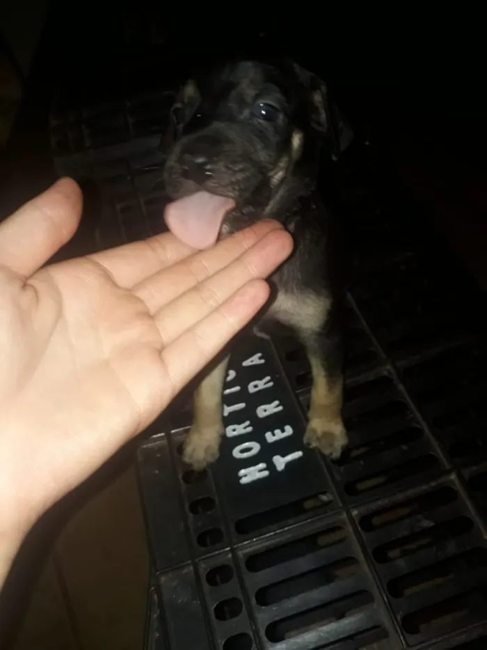 Cachorro ra a Viralata idade Abaixo de 2 meses nome Não definido 