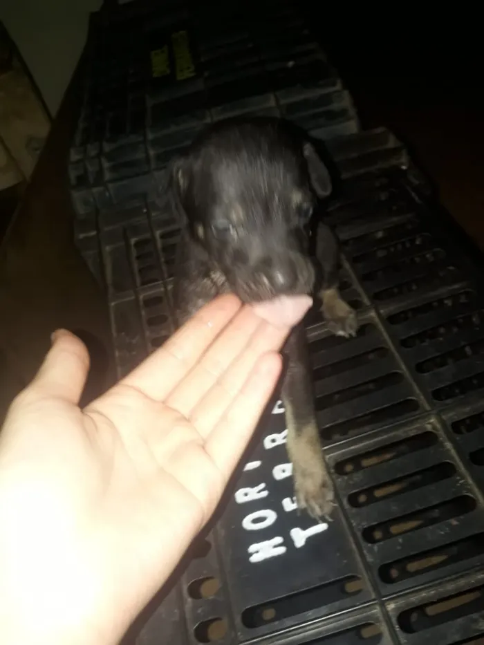 Cachorro ra a Viralata idade Abaixo de 2 meses nome Não definido 