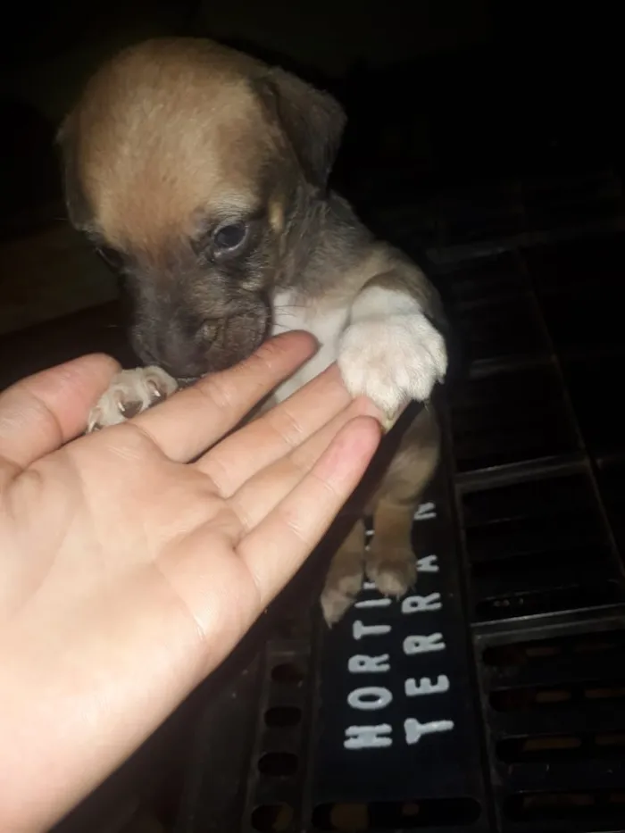 Cachorro ra a Viralata idade Abaixo de 2 meses nome Não definido 
