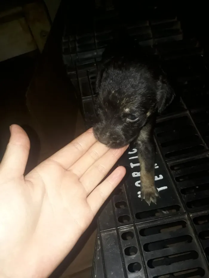 Cachorro ra a Viralata idade Abaixo de 2 meses nome Não definido 