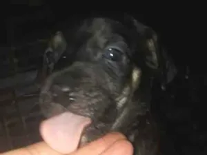 Cachorro raça Viralata idade Abaixo de 2 meses nome Não definido 
