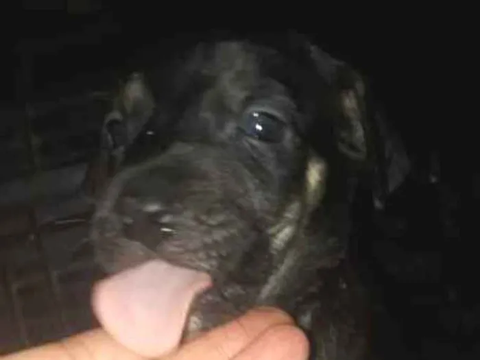 Cachorro ra a Viralata idade Abaixo de 2 meses nome Não definido 