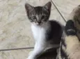 Princesa