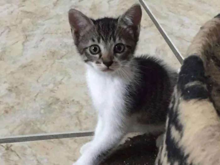 Gato ra a SRD-ViraLata idade Abaixo de 2 meses nome Princesa
