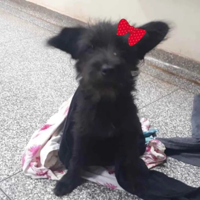 Cachorro ra a SRD idade 7 a 11 meses nome Pietra 