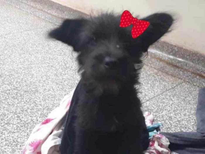 Cachorro ra a SRD idade 7 a 11 meses nome Pietra 
