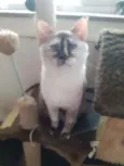 Mitsa
