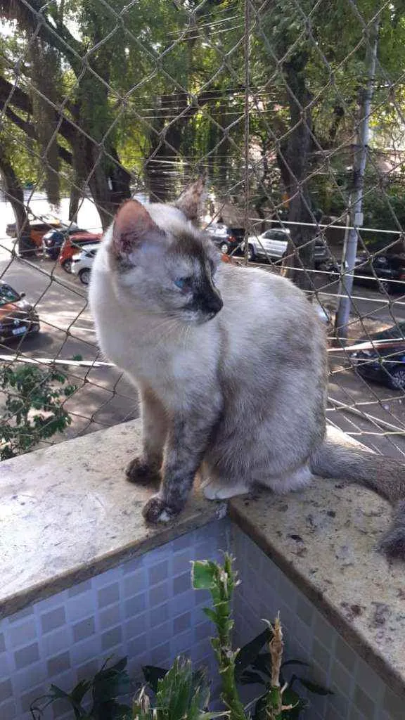 Gato ra a Srd  idade 2 anos nome Mitsa