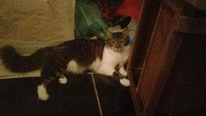 Gato ra a Srd idade 7 a 11 meses nome Johnny