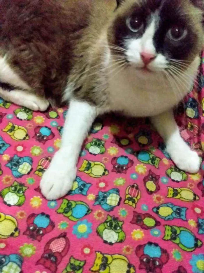 Gato ra a Mestiça de siamês idade 1 ano nome Lilica