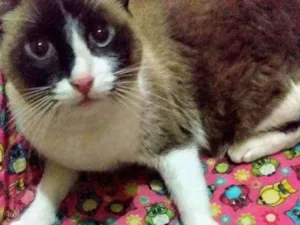 Gato raça Mestiça de siamês idade 1 ano nome Lilica