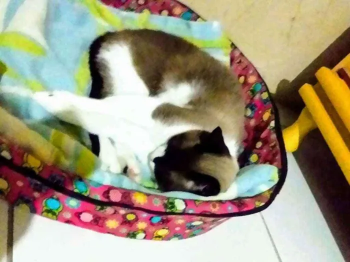 Gato ra a Mestiça de siamês idade 1 ano nome Lilica