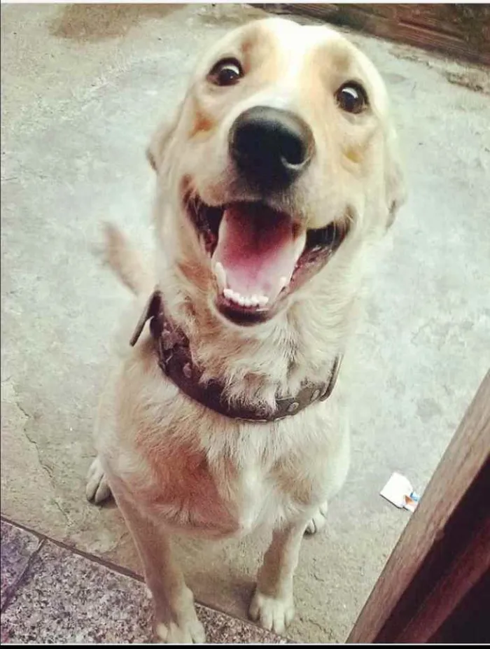 Cachorro ra a Labrador com vira lata idade 4 anos nome Max