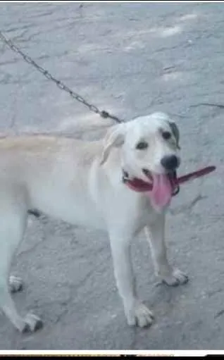 Cachorro ra a Labrador com vira lata idade 4 anos nome Max