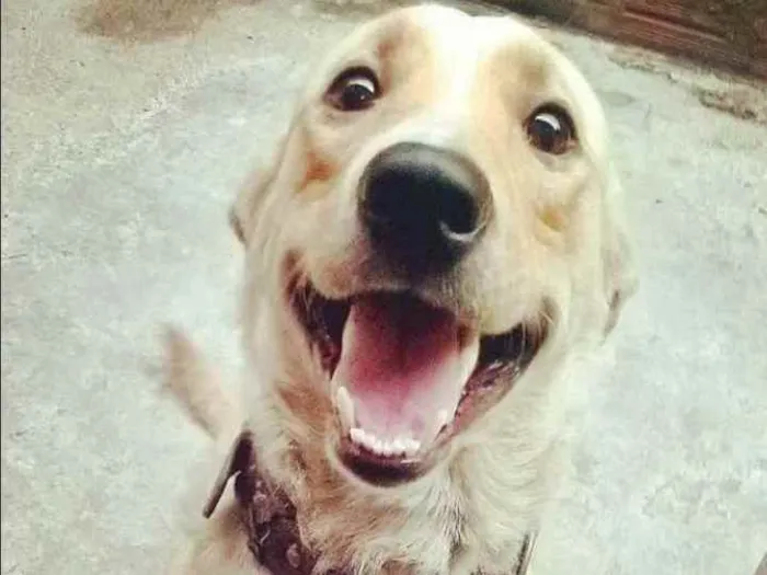 Cachorro ra a Labrador com vira lata idade 4 anos nome Max