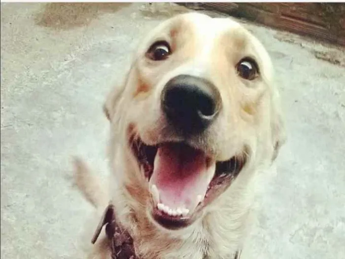 Cachorro ra a Labrador com vira lata idade 4 anos nome Max