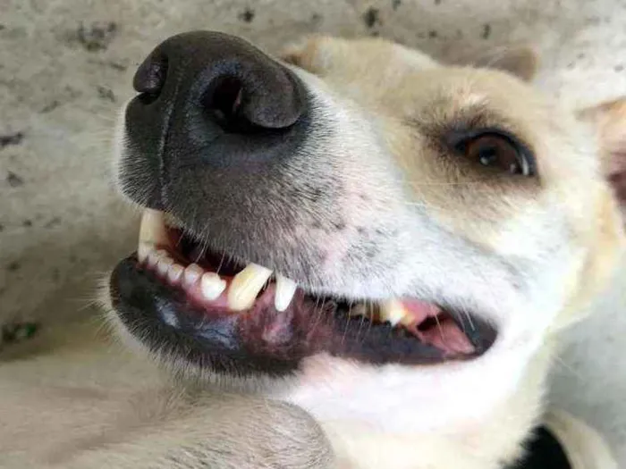 Cachorro raça Vira Lata idade 2 anos nome Manu