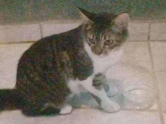 Gato ra a Srd idade 7 a 11 meses nome Johnny