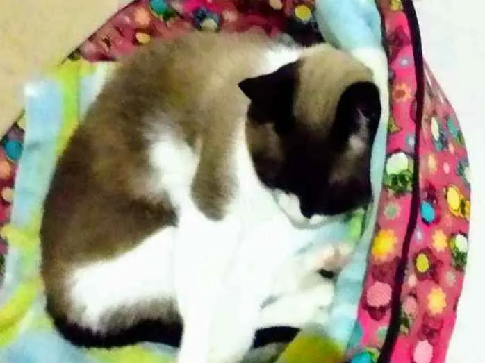Gato ra a Mestiça de siamês idade 1 ano nome Lilica