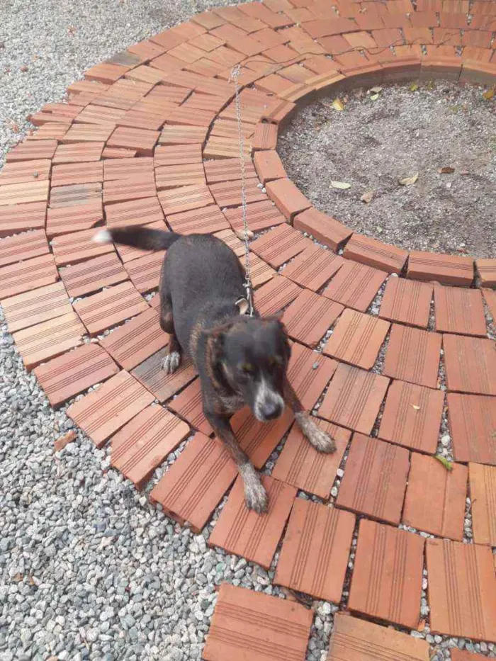 Cachorro ra a Blue Heeler idade 1 ano nome Luna Gabriele