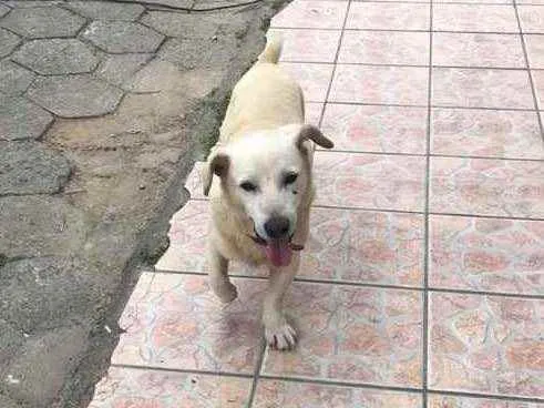 Cachorro ra a SRD idade 5 anos nome Abandonado