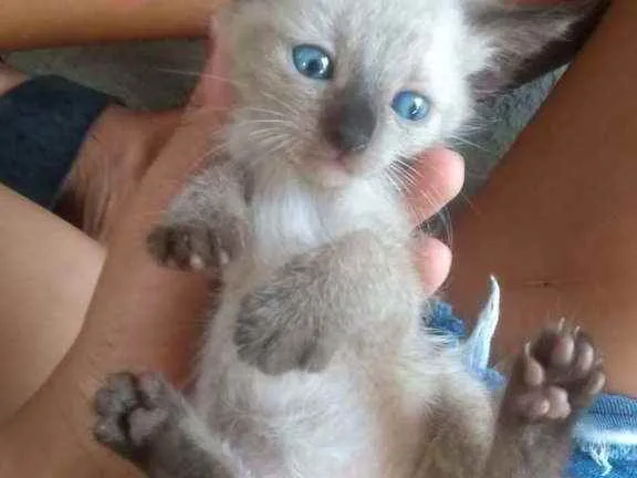 Gato raça Siames idade Abaixo de 2 meses nome Lindos e lindas