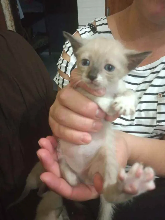 Gato ra a Siamês idade 2 a 6 meses nome Gatinhos 