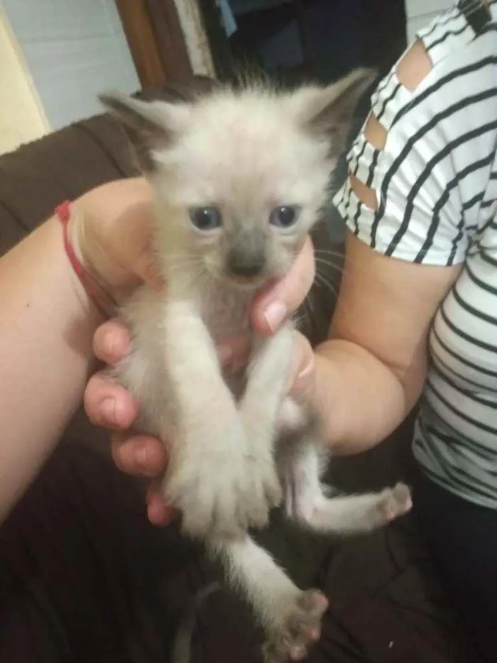 Gato ra a Siamês idade 2 a 6 meses nome Gatinhos 