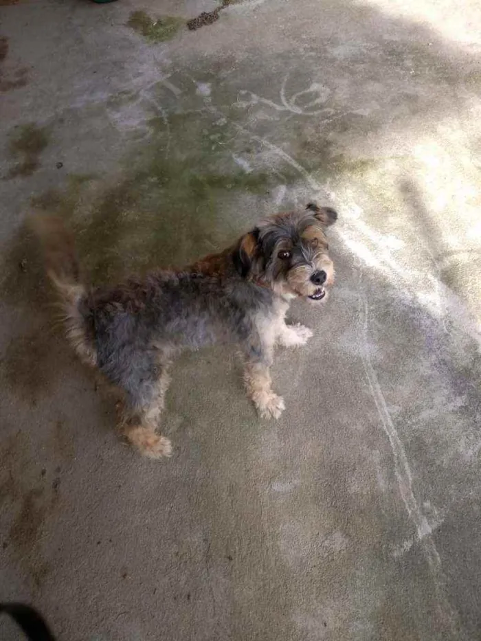 Cachorro ra a raça não defenida idade 4 anos nome menina