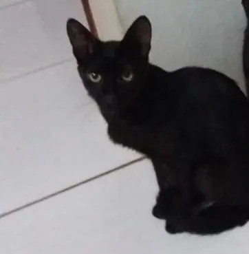 Gato ra a SRD-ViraLata idade 2 a 6 meses nome Filhotes