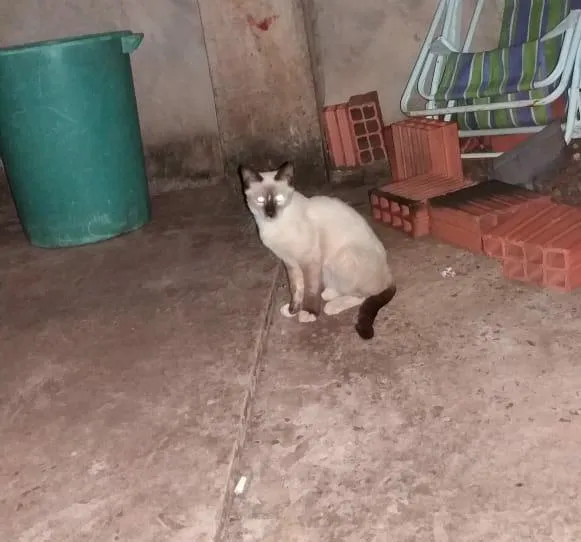 Gato ra a SRD-ViraLata idade 2 a 6 meses nome Filhotes