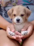 Kiara