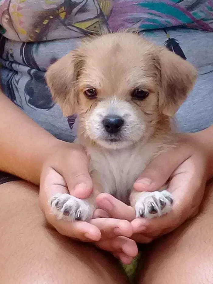 Cachorro ra a Chitsu com SRD  idade  nome Kiara