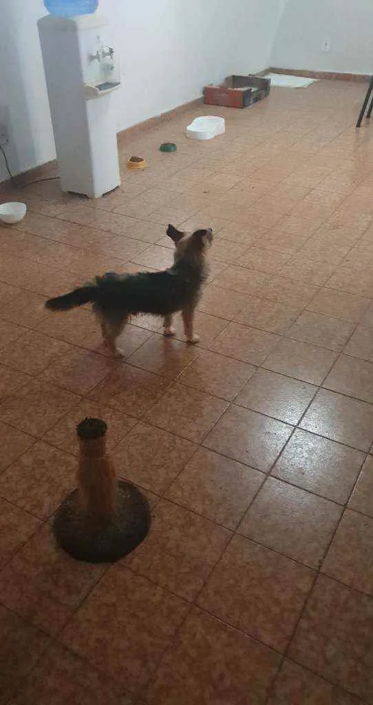 Cachorro ra a Não sei idade 4 anos nome Billy