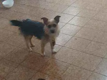 Cachorro ra a Não sei idade 4 anos nome Billy