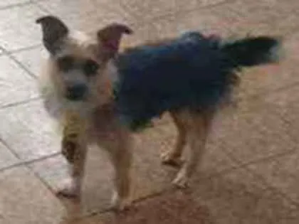 Cachorro ra a Não sei idade 4 anos nome Billy