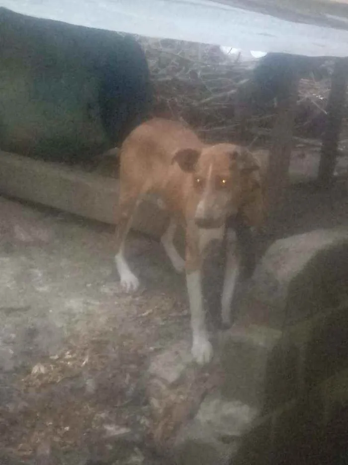 Cachorro ra a Não sei idade 3 anos nome Brush