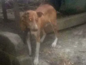 Cachorro raça Não sei idade 3 anos nome Brush