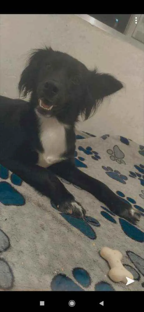 Cachorro ra a Vira lata idade 1 ano nome Cloe