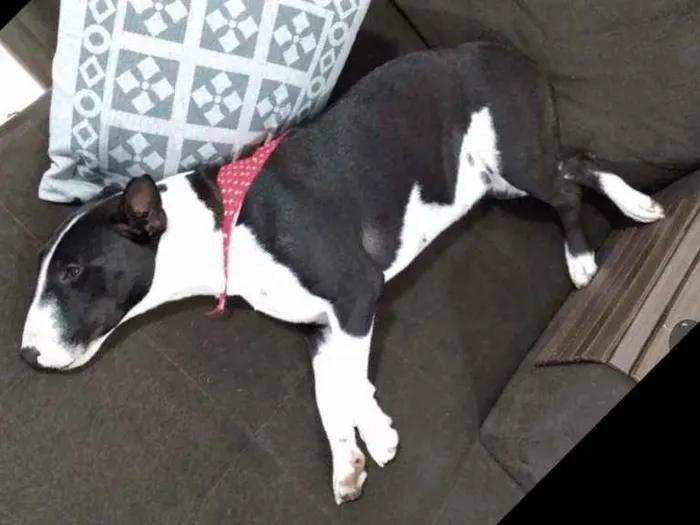 Cachorro ra a Bulterrier idade 1 ano nome Nala