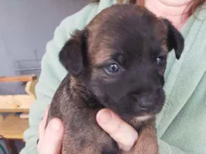 Cachorro raça  idade  nome Mel